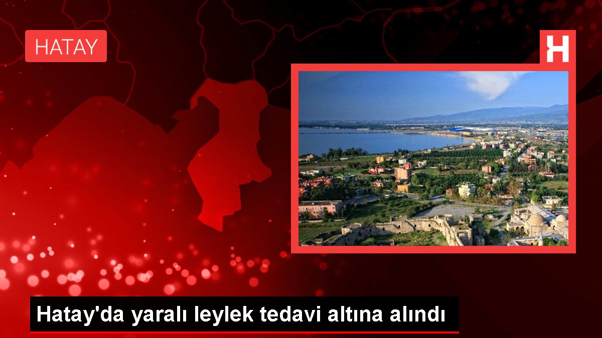 Hatayda yaralı leylek tedavi altına alındı