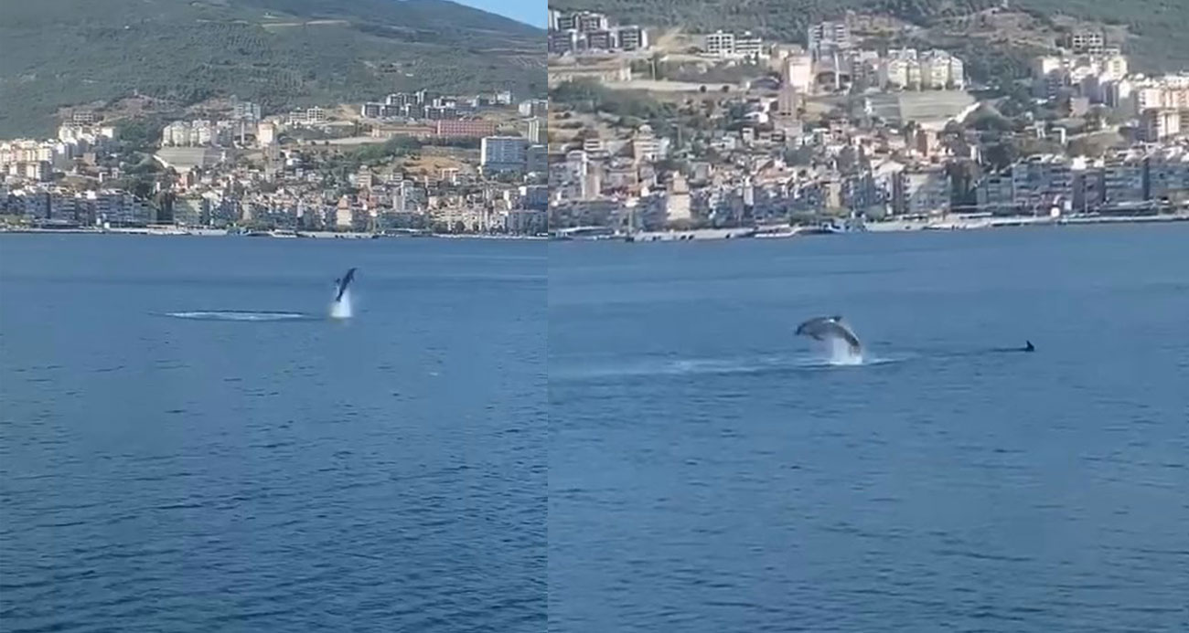 Gemlik Körfezinde yunusların şovu izleyenleri büyüledi