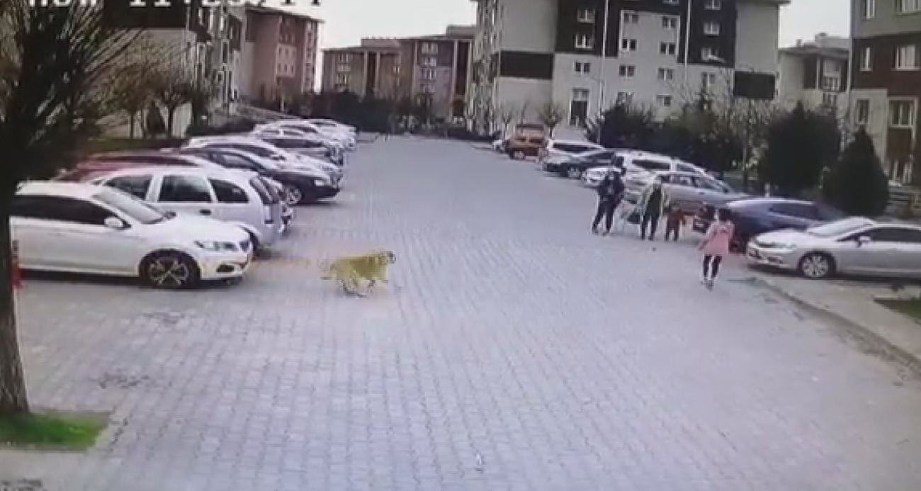 Başıboş köpekler mahalle sakinlerini perişan etti