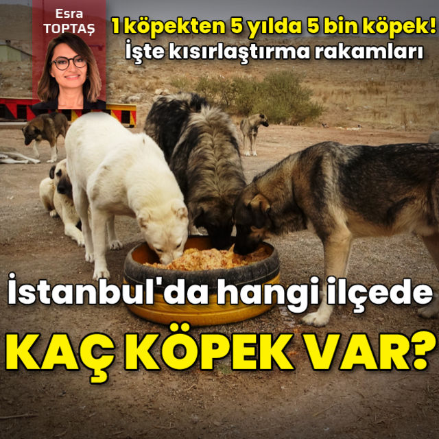 İstanbul da hangi ilçede kaç köpek var İşte kısırlaştırma rakamları