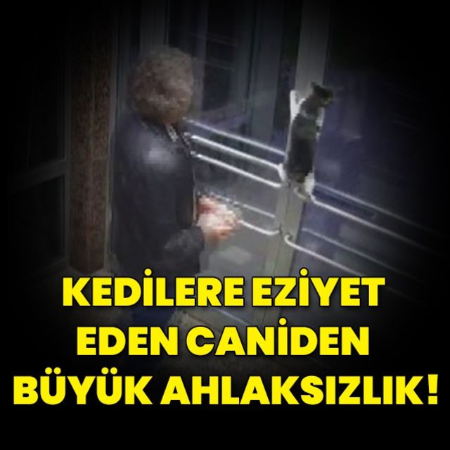 Küçükçekmece de kedilere eziyet eden caniden büyük ahlaksızlık