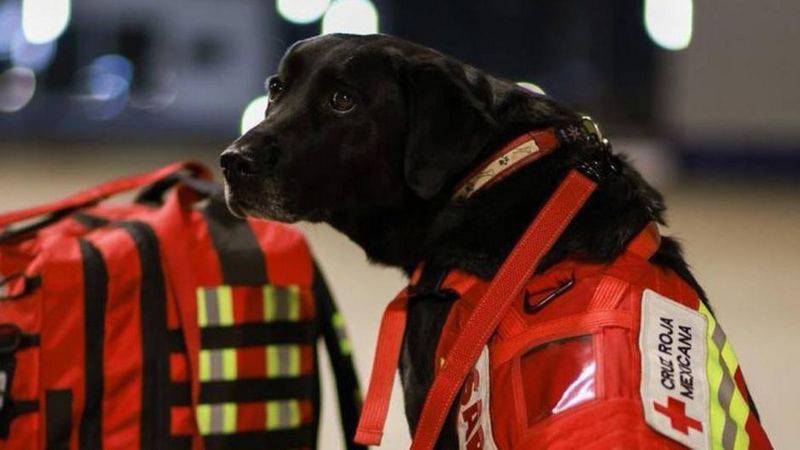 Meksika  meşhur arama kurtarma köpeklerini Türkiye ye yolluyor