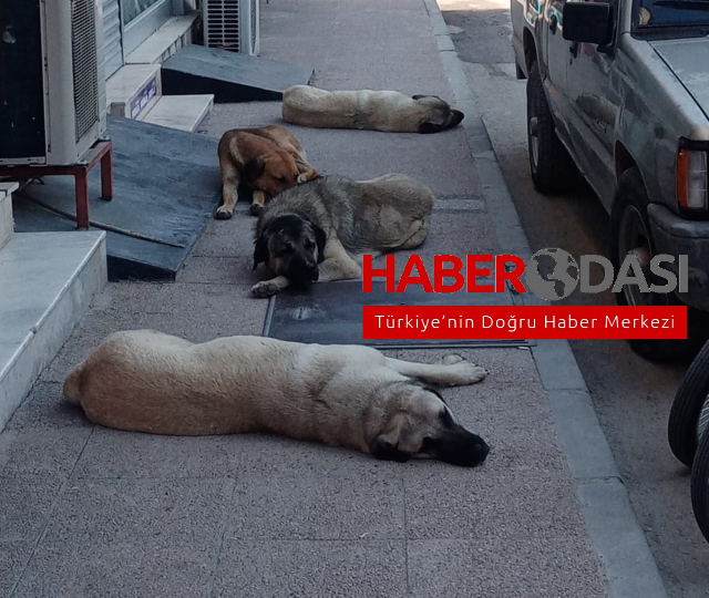 Mersinde başıboş köpekler belediye çalışanına saldırdı