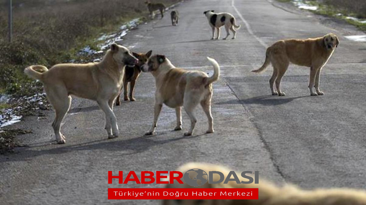 Yer Kastamonu Başıboş köpekler işe giden sağlık personeline saldırdı