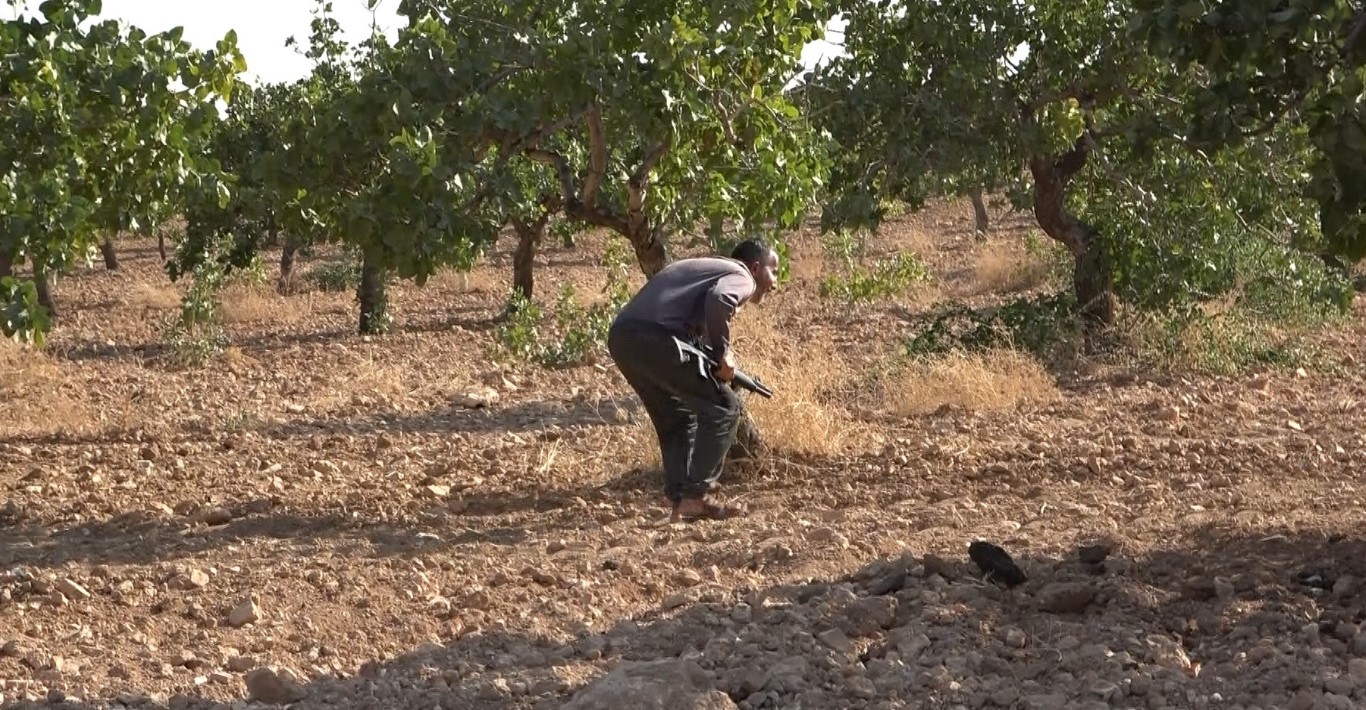 Yeşil altın için 7 gün 24 saat silahlı nöbet