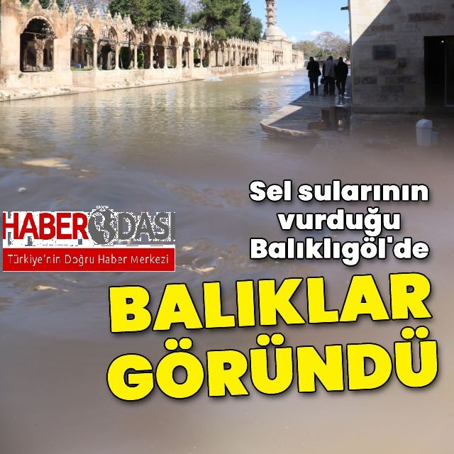 Balıklıgölde selin ardından balıklar kendilerini göstermeye başladı