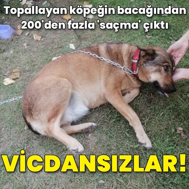 Topallayan köpeğin bacağından 200 den fazla saçma çıktı